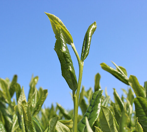新茶の時期はいつごろ？各地域の新茶時期を紹介